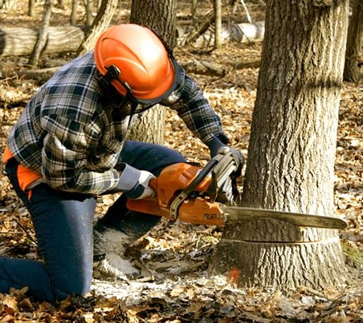 Tree Removal in Erving, MA
